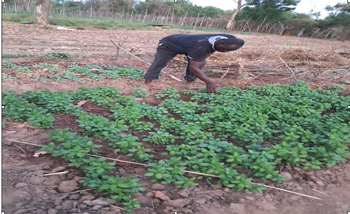 Seeds of Resilience: Home gardening turning survival into success