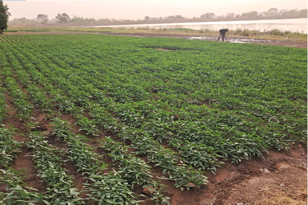 Seeds of Resilience: Home gardening turning survival into success