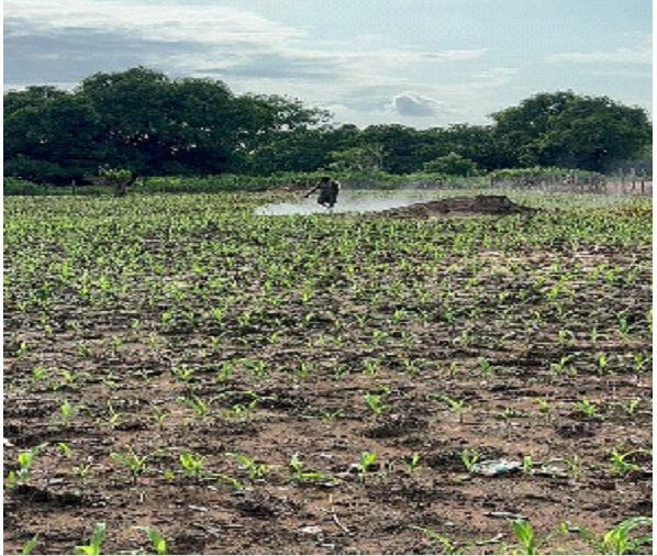 Seeds of Resilience: Home gardening turning survival into success