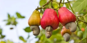 Cashew Nut 1