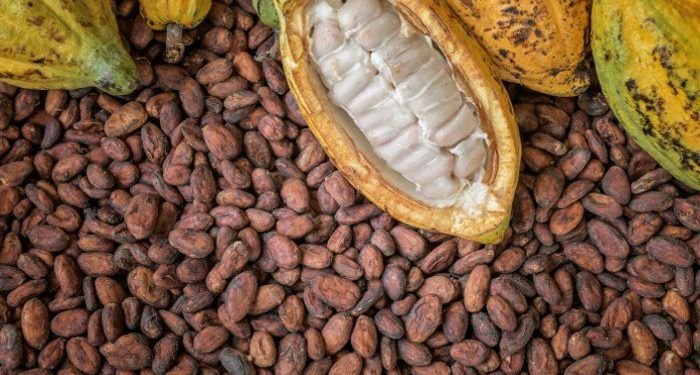 cocoa 1