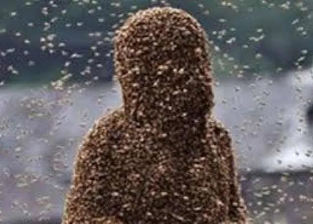 bees20attack