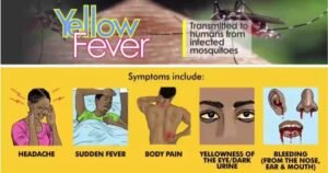 yellow20fever 1200x630
